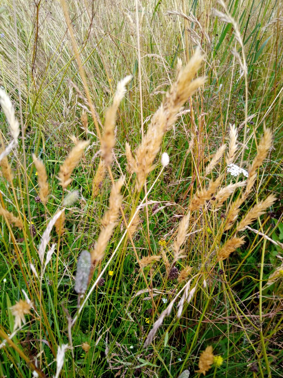 полевые цветы