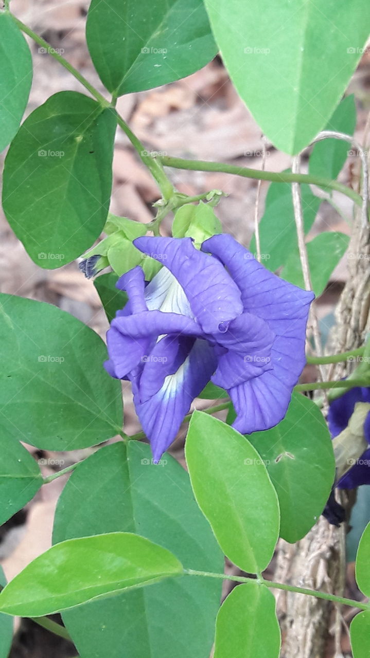 purple butterfly pea