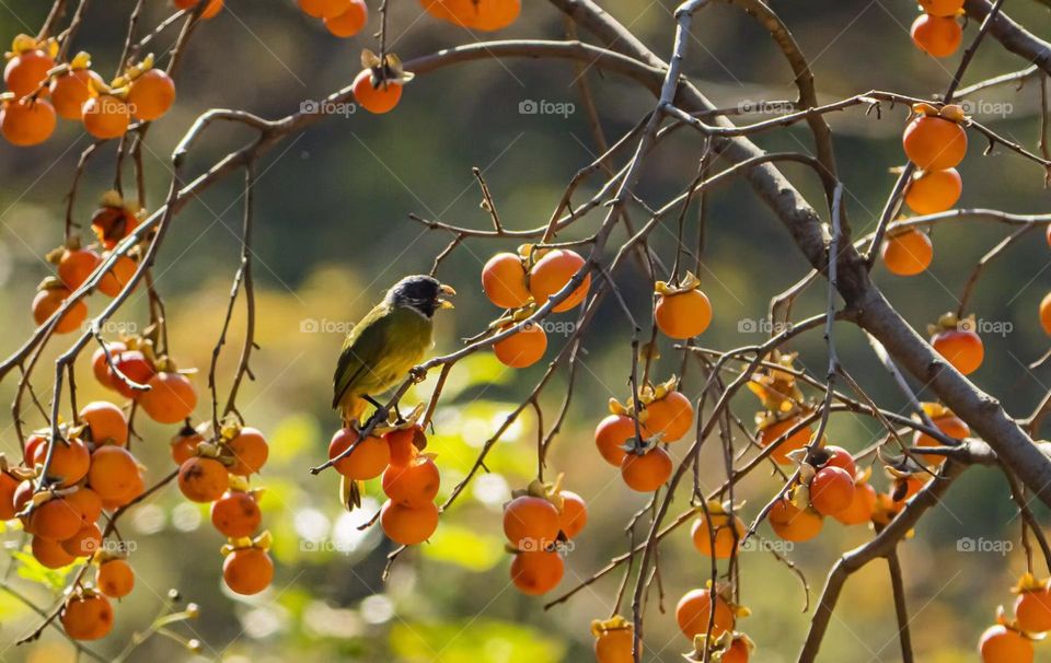 Look at fall leaves, fall has passed the season, winter does not know when the snow come 