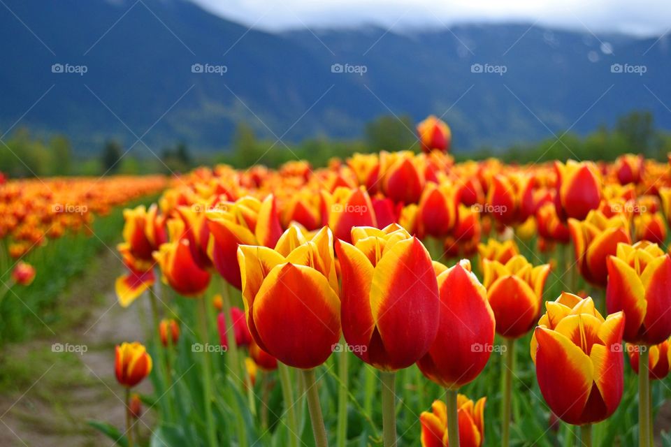 Tulips