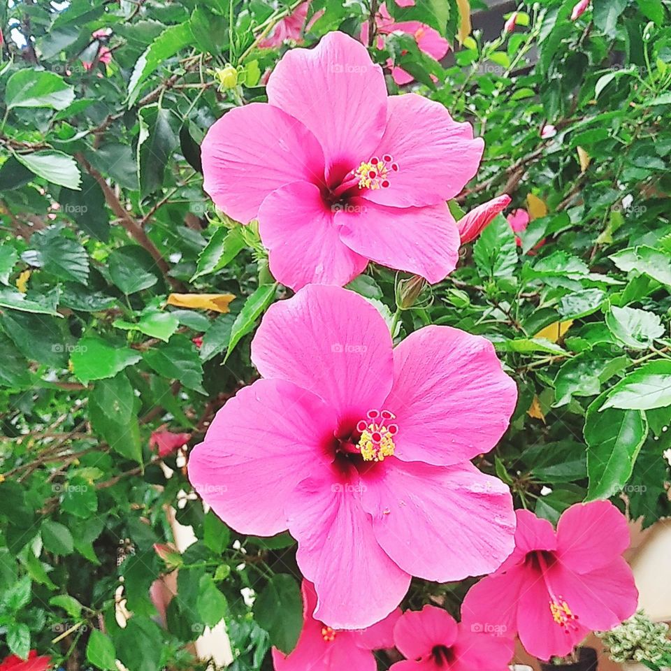 Double pink flower plants