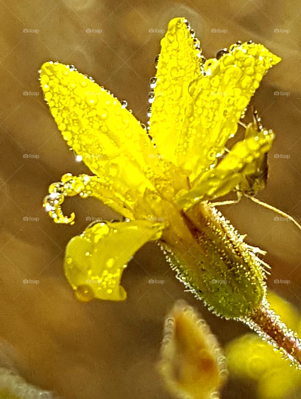 dew on wildflower