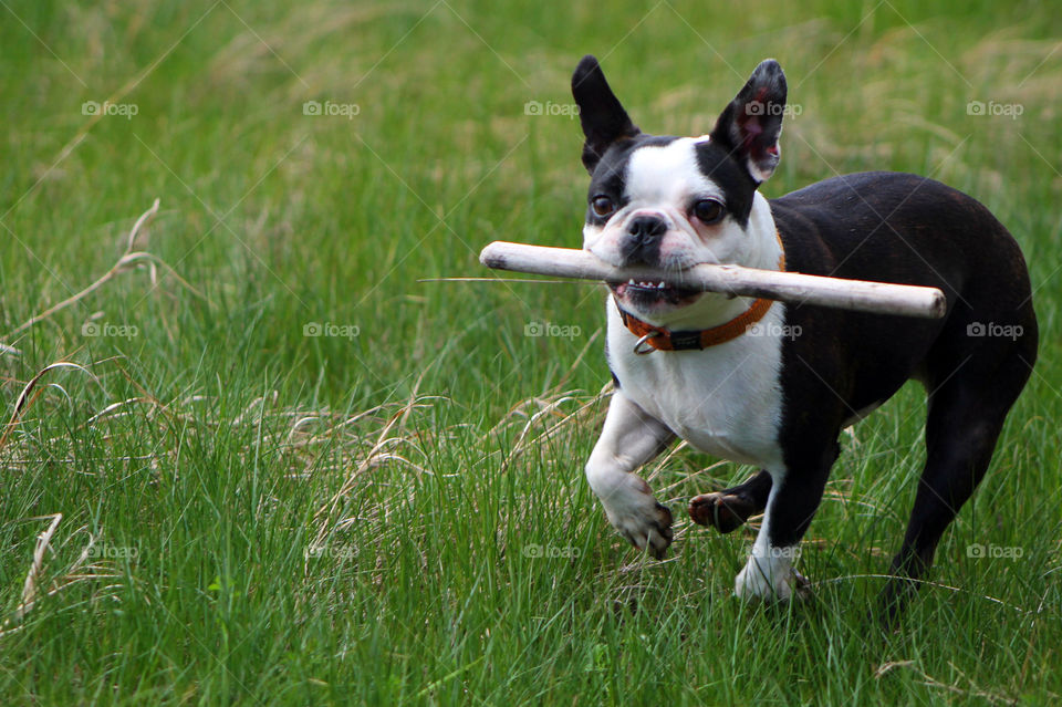 My pup loves to play fetch and will happily run to try and catch the stick before it hits the ground. She will clench it in her moth & bring it back to me. She then happily wags her tongue & little tail so that i will continue the playtime!