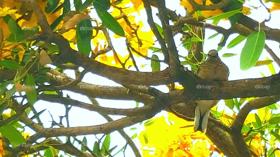 the bird is on a branch.