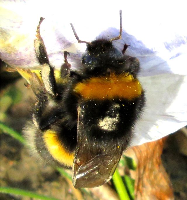 Honey bee on flower