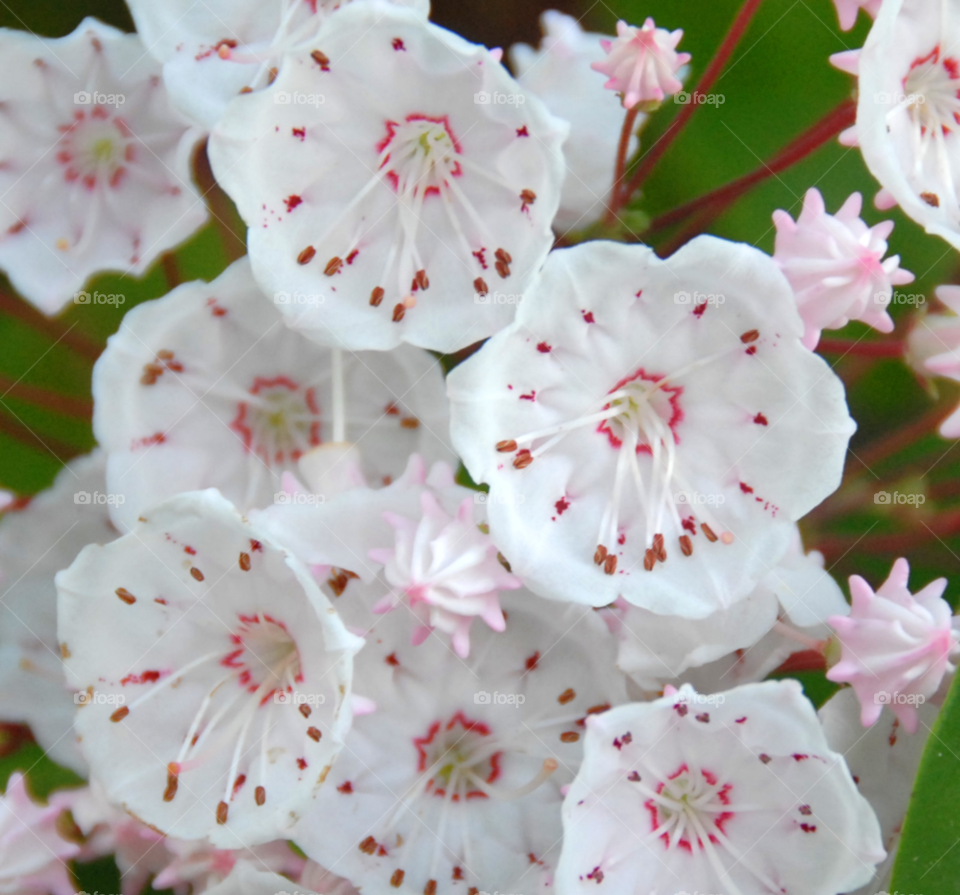 Flower, Nature, Flora, No Person, Leaf
