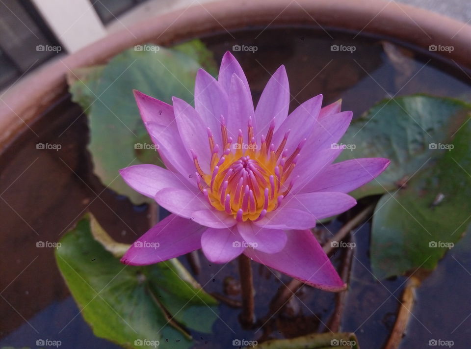 Lotus flower
Nelumbo nucifera
aquatic plant
beautiful piece of nature