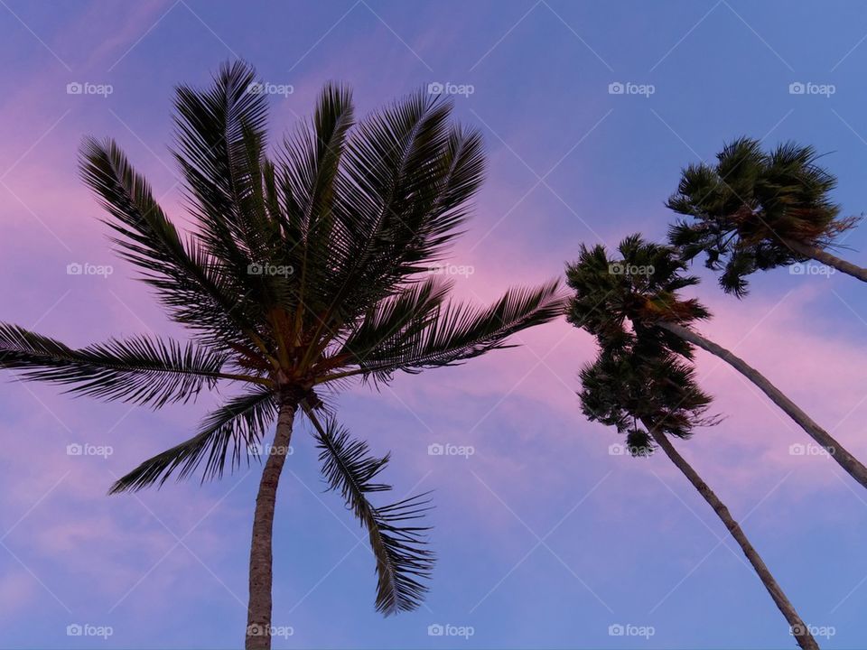 Low angle view of palm tree against dramatic sky