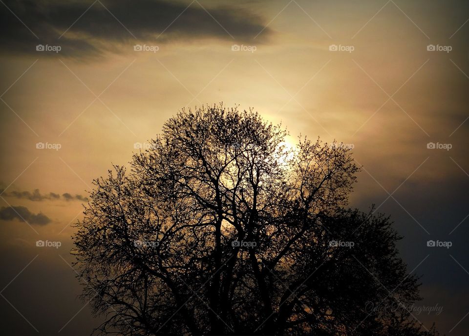 Tree Sunrise 