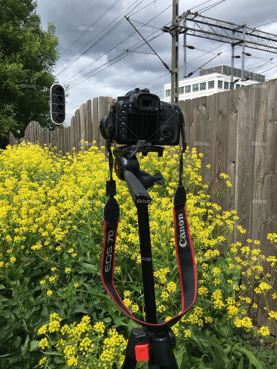 Shooting with the photo camera of rapeseed flower