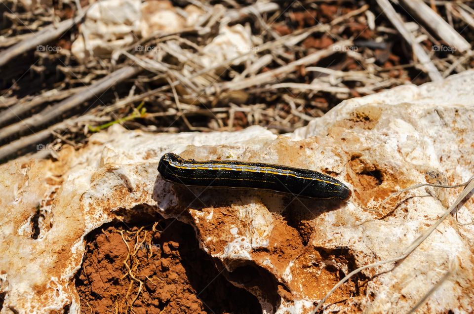 Army Worm On Rock