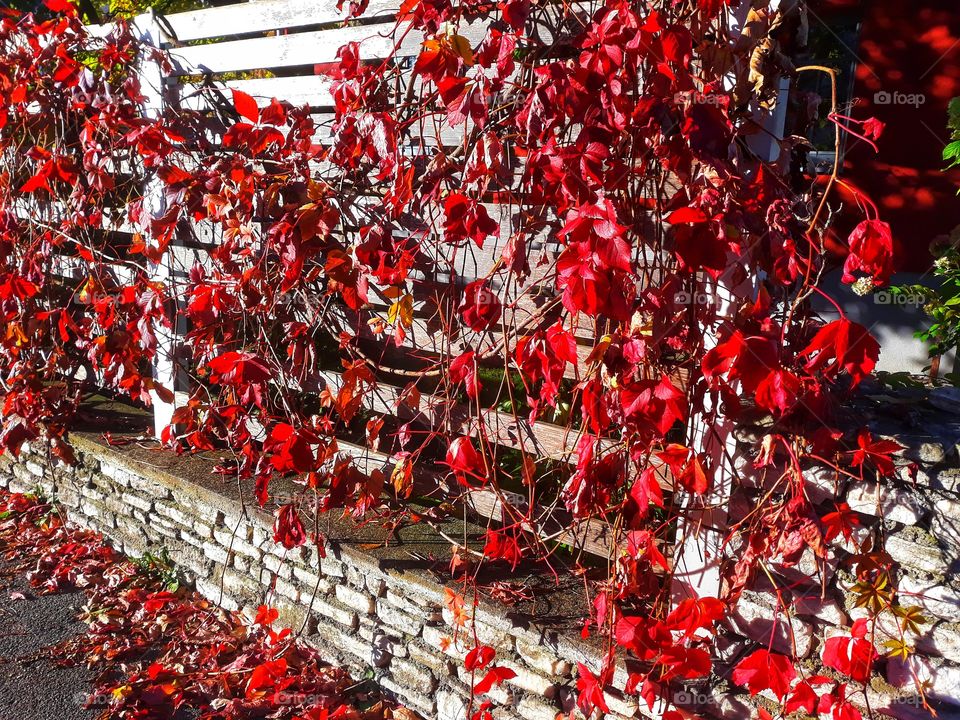 Red autumnal leaves on the fence