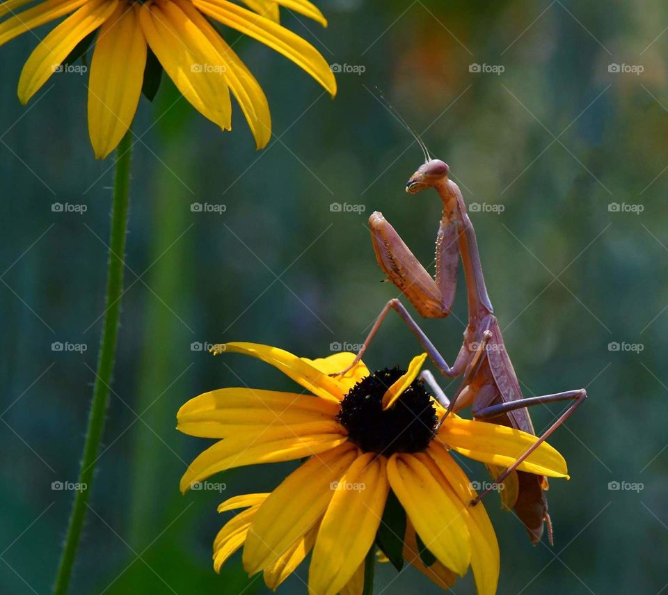 No Person, Flower, Nature, Insect, Summer