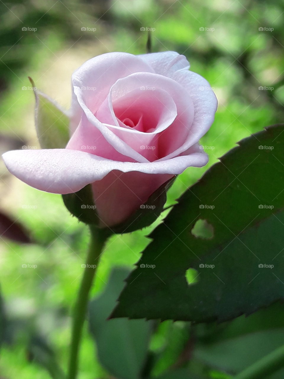 Rose blooming near the leaf