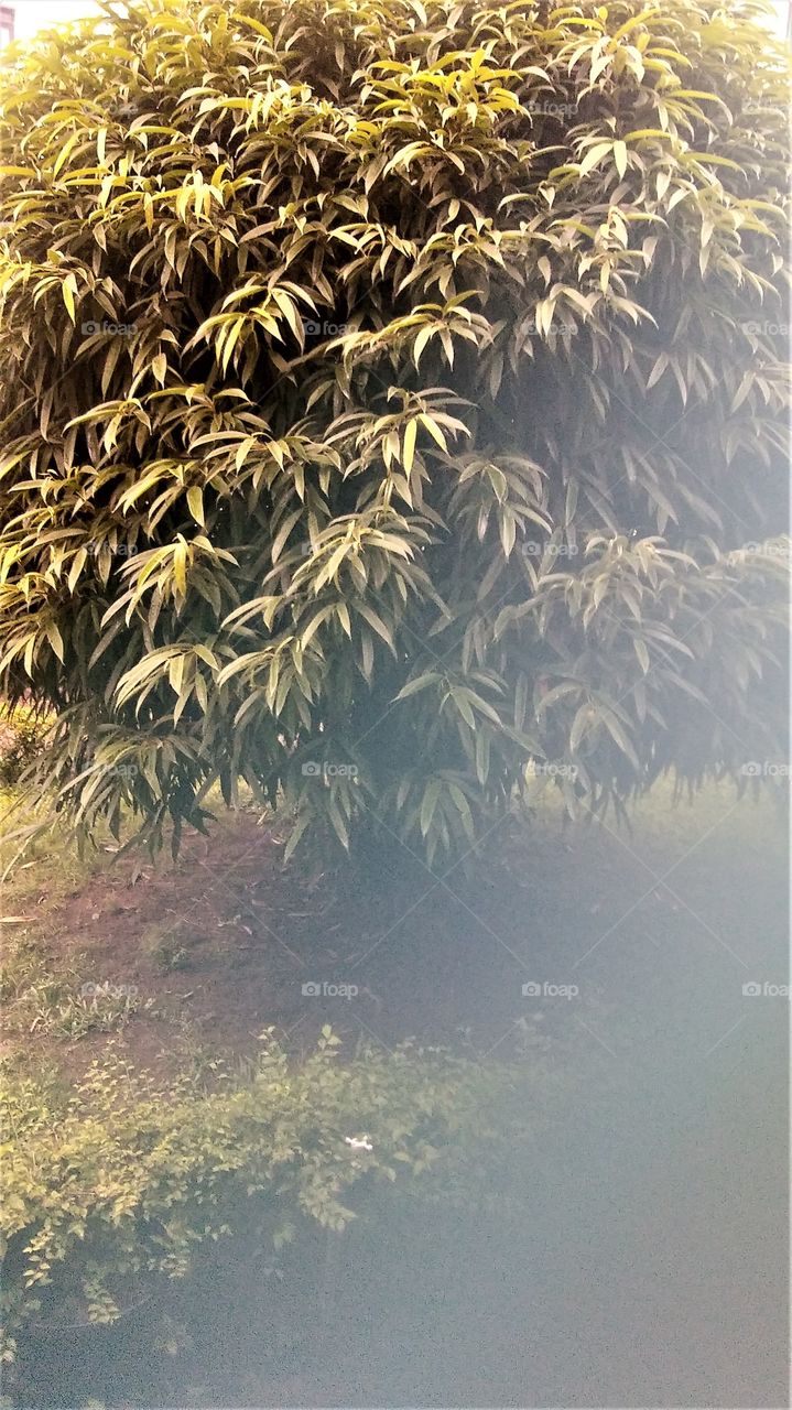 Tree after the afternoon rain