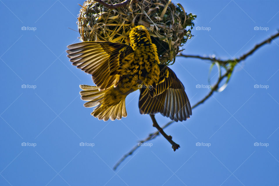 spotted weaver building a nest