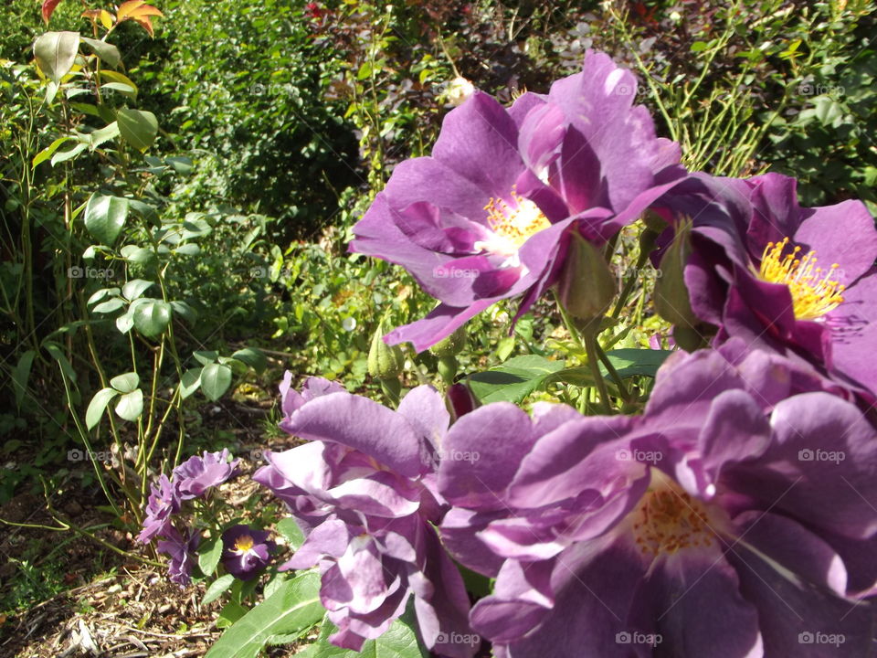 Purple Roses