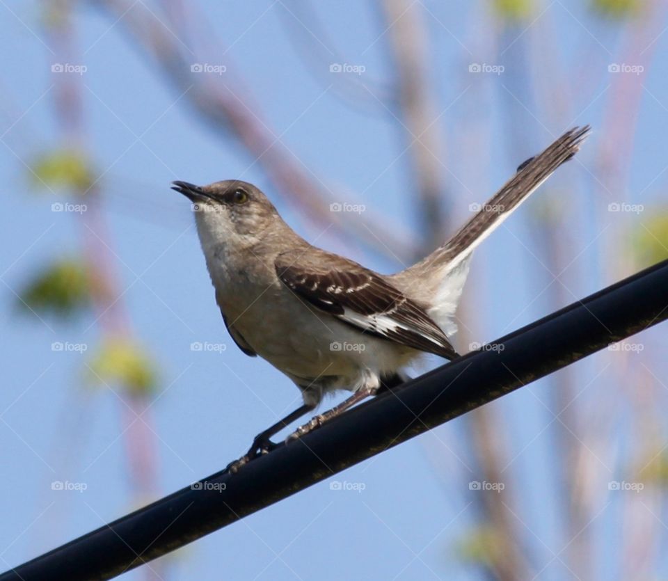 Singing Bird on wire