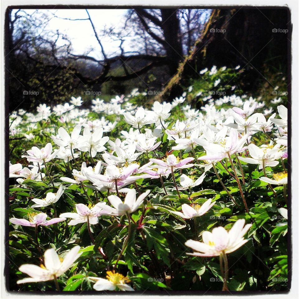 springflowers