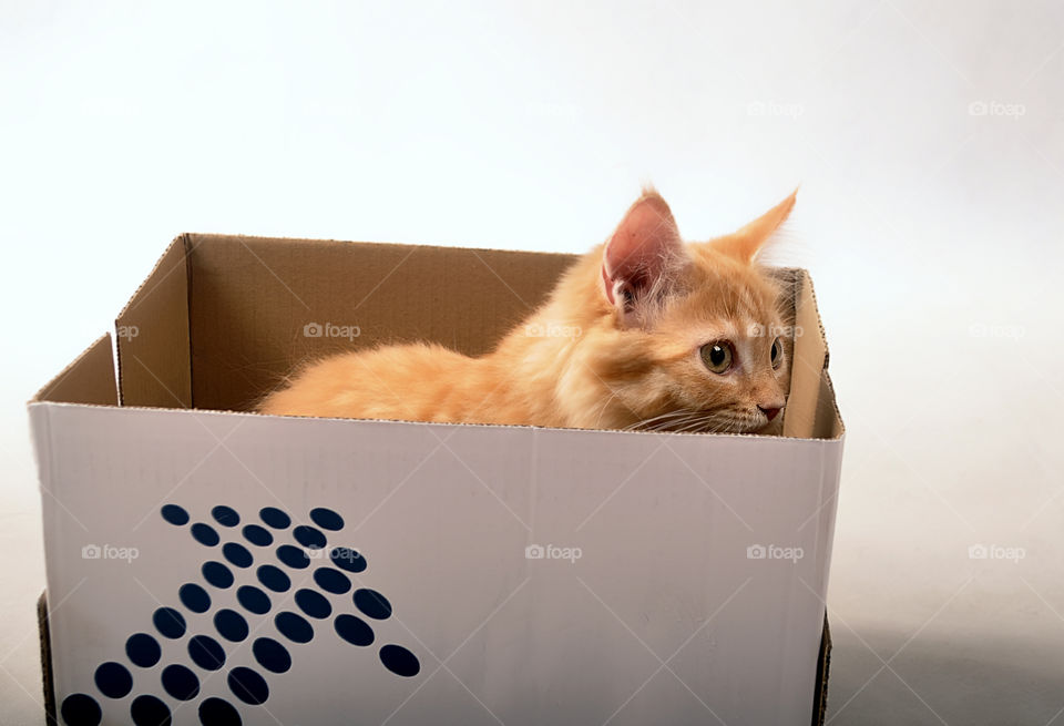 cat in the box