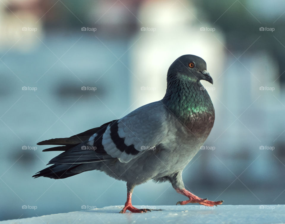 Bird photography  - Dove  - perching