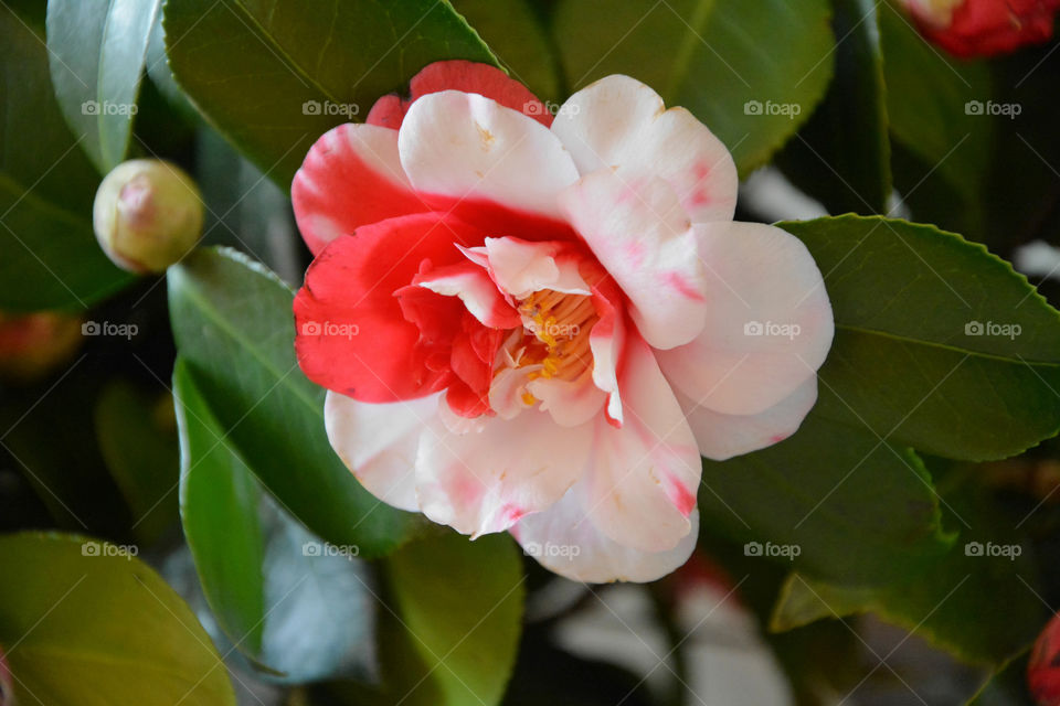 Red and White Camellia - Brunate, Como, Italy.