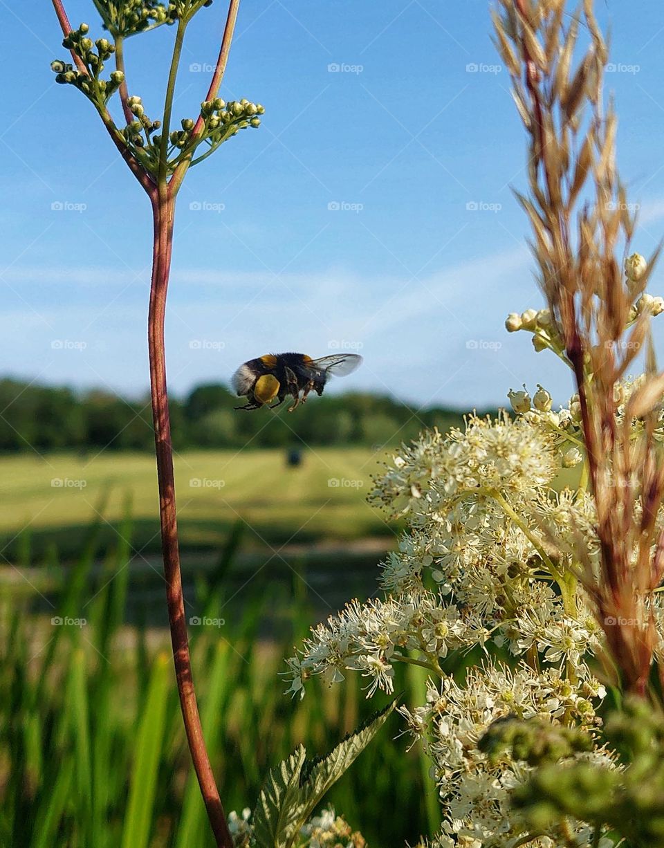 Bee in spring and summer vibe