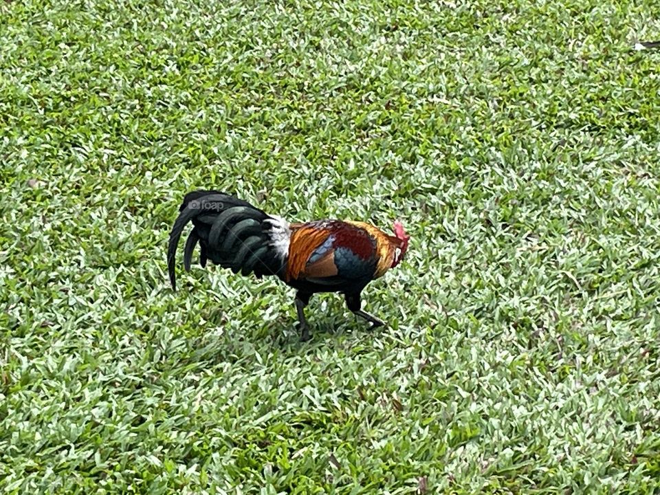 Jungle Fowl