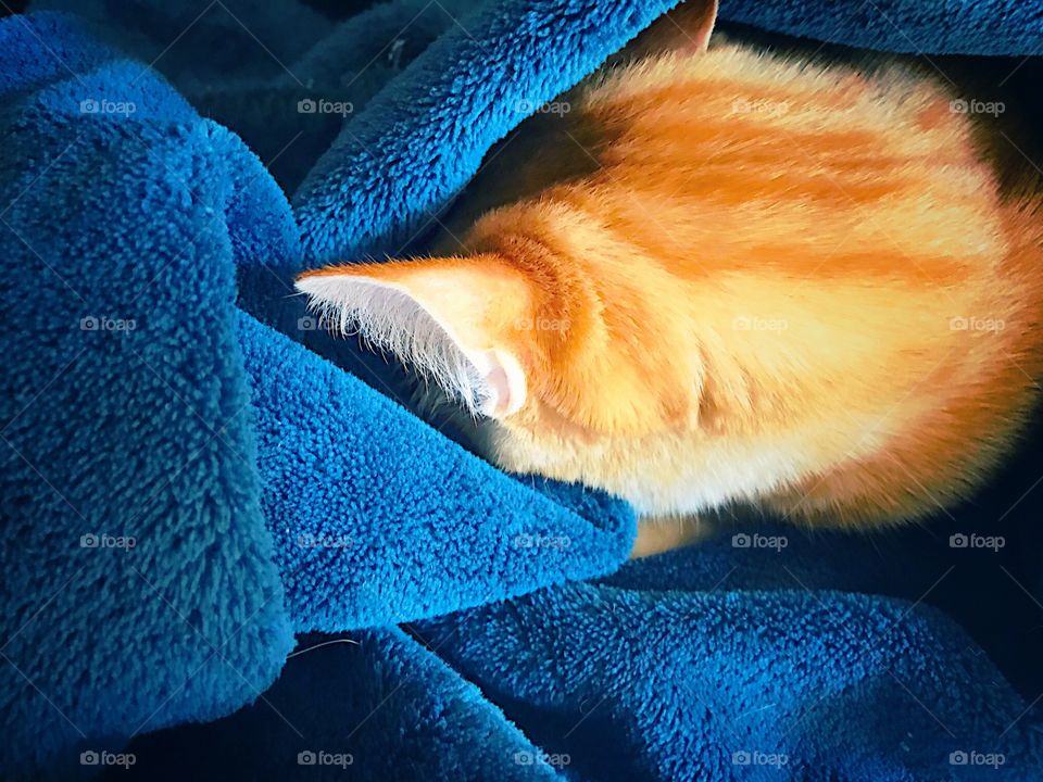 orange cat sleeping in a blue blanket