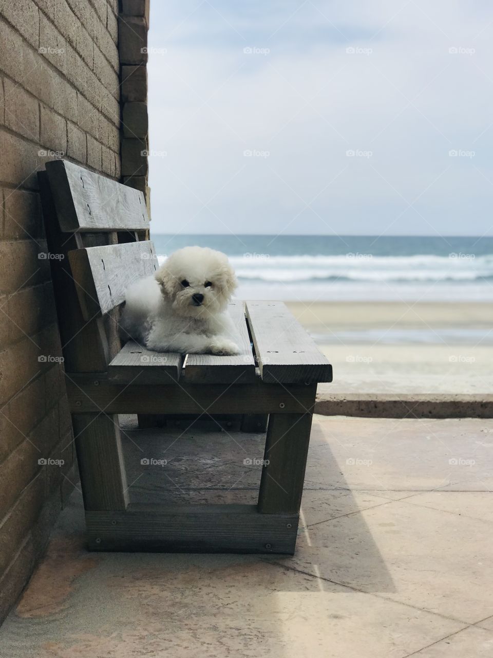 A young puppy is lying on a wooden bench beside a brick wall at the seashore. 