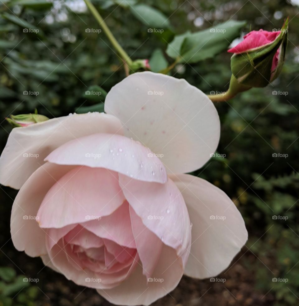 pale pink rose with rose bud