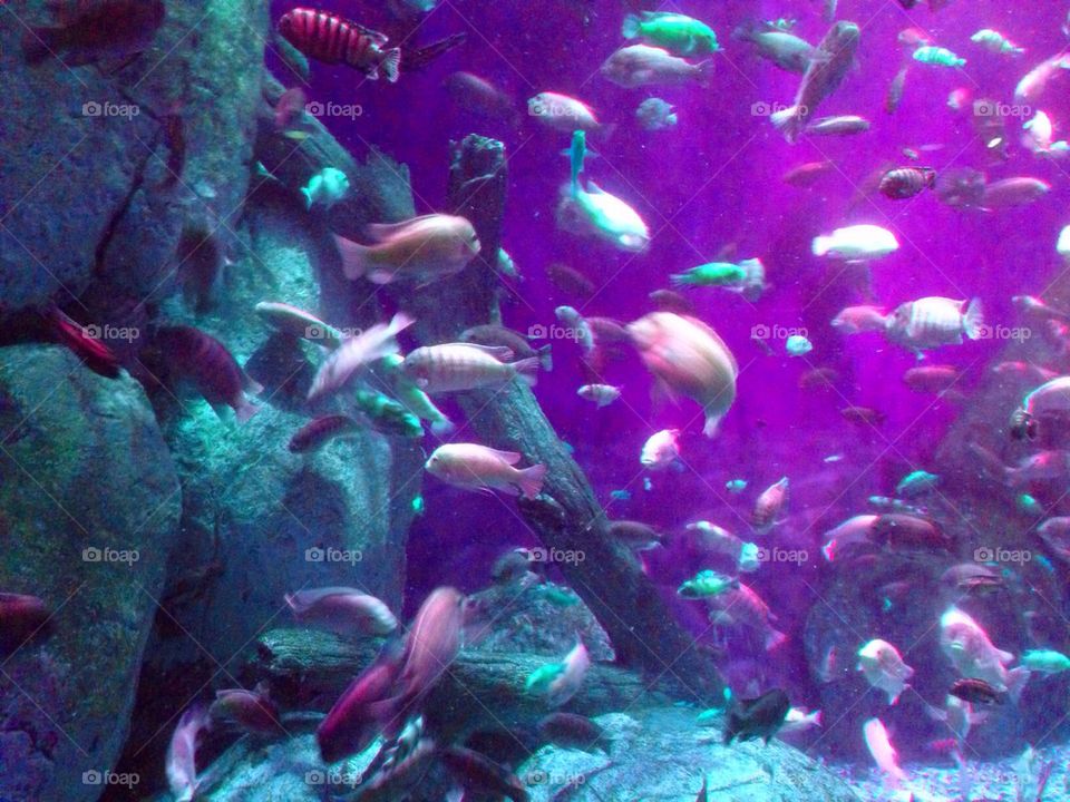 Aquarium