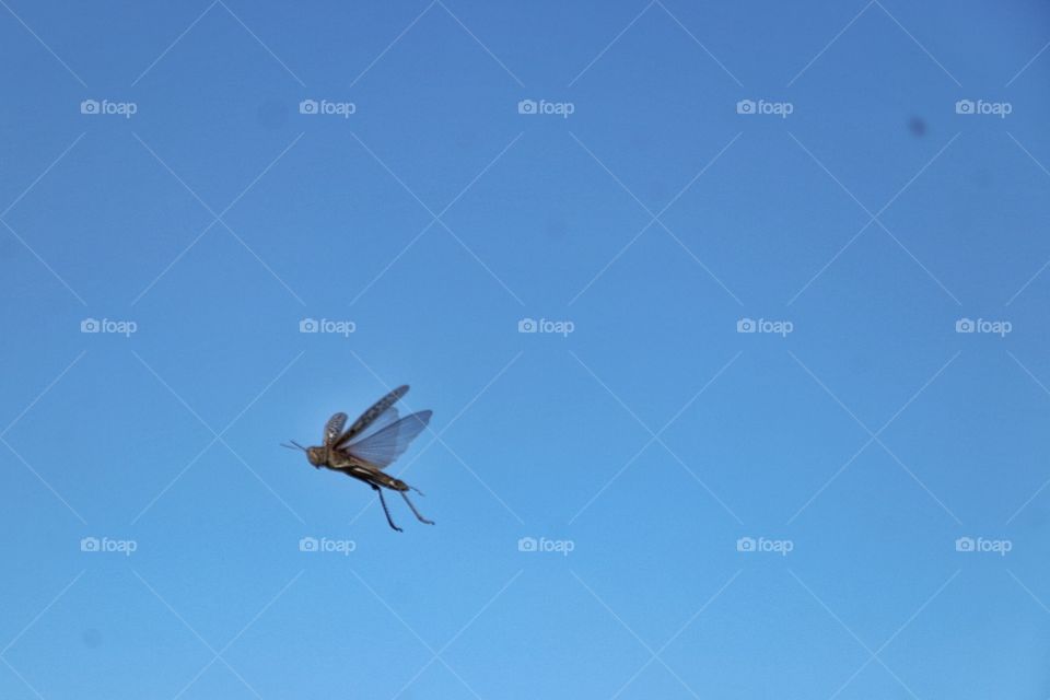 Grasshopper invasion