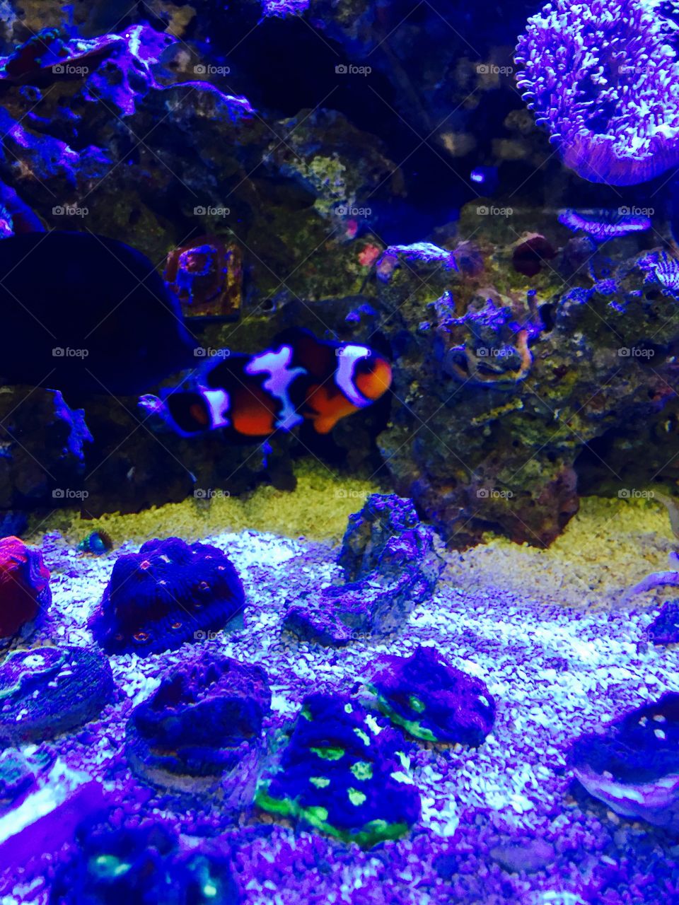 Clown Fish Coral