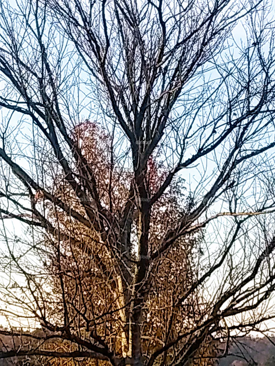 tree
