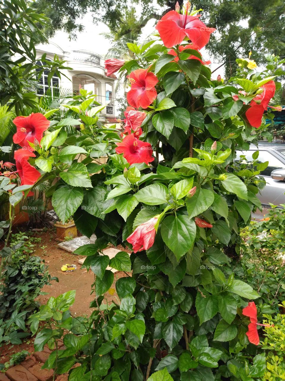 lustful red hibiscus flowers in the garden