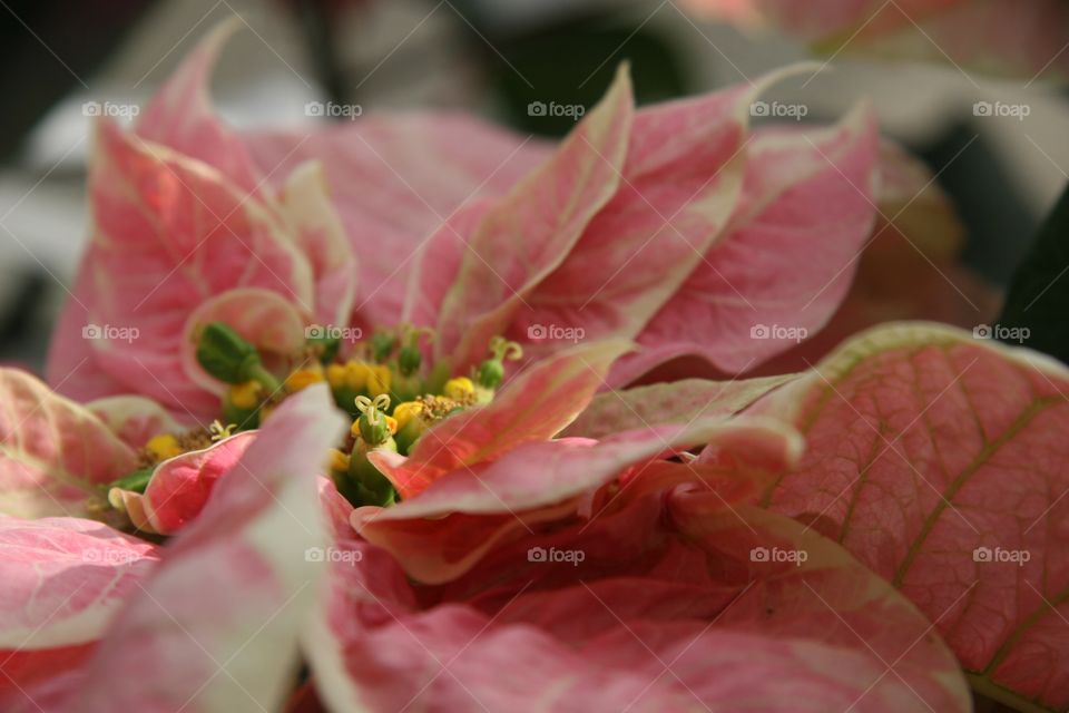 Flowers, poinsettias, pink, holidays 