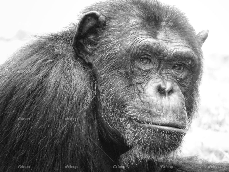 The beauty of black and white