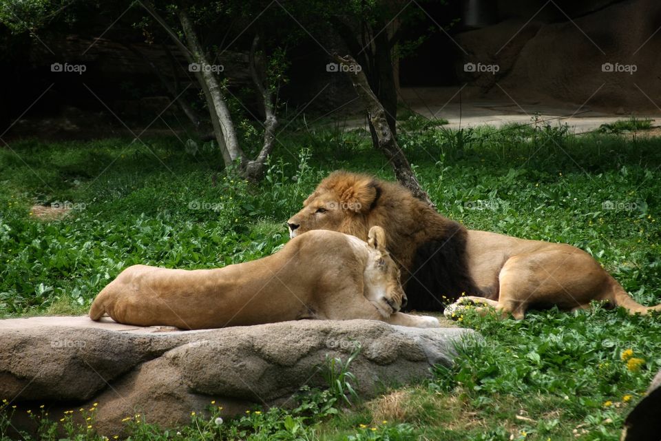 A lion and lioness take a nap 