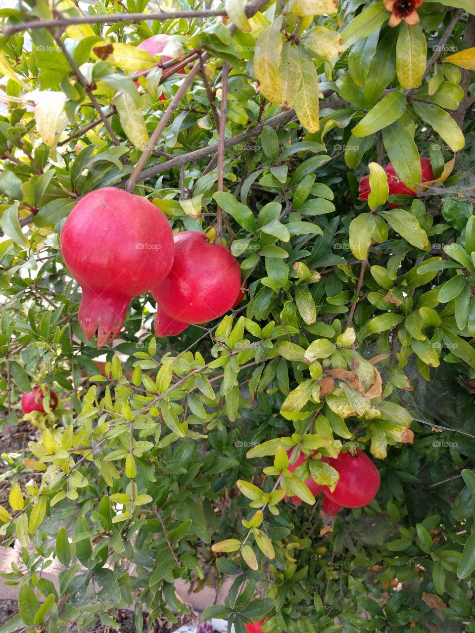 home grown pomegranate