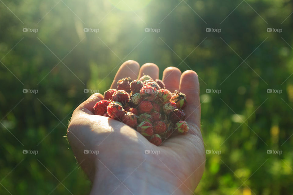Hand with strawberries