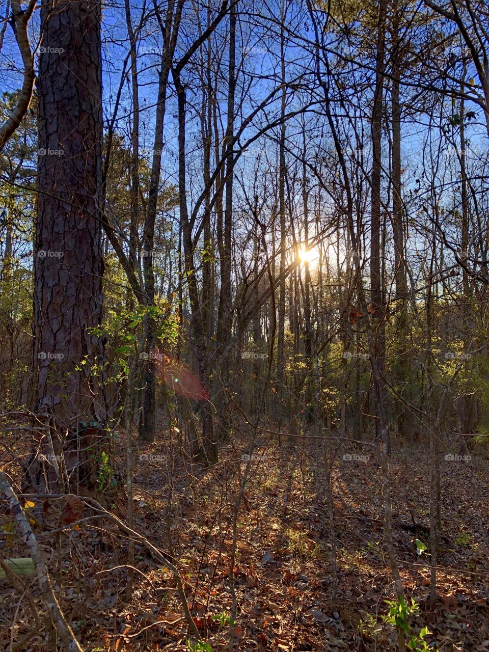 Sunlight Through The Forest