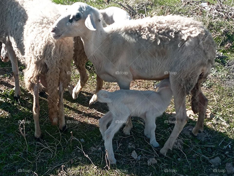 Sheep in the pasture