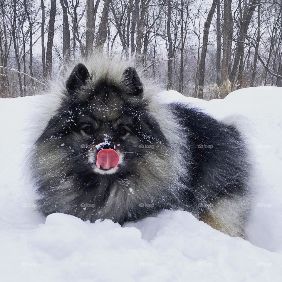 Keeshond in snow