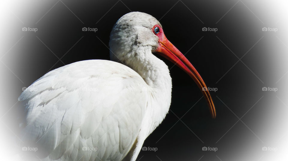 ibis relaxing on the fence