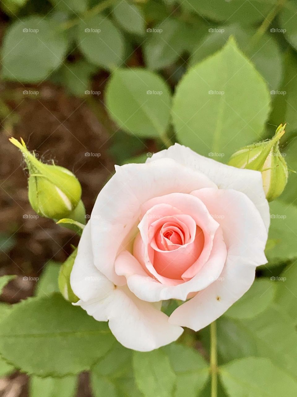 Isolated pink white rose on a sunny day at queens botanical garden. 