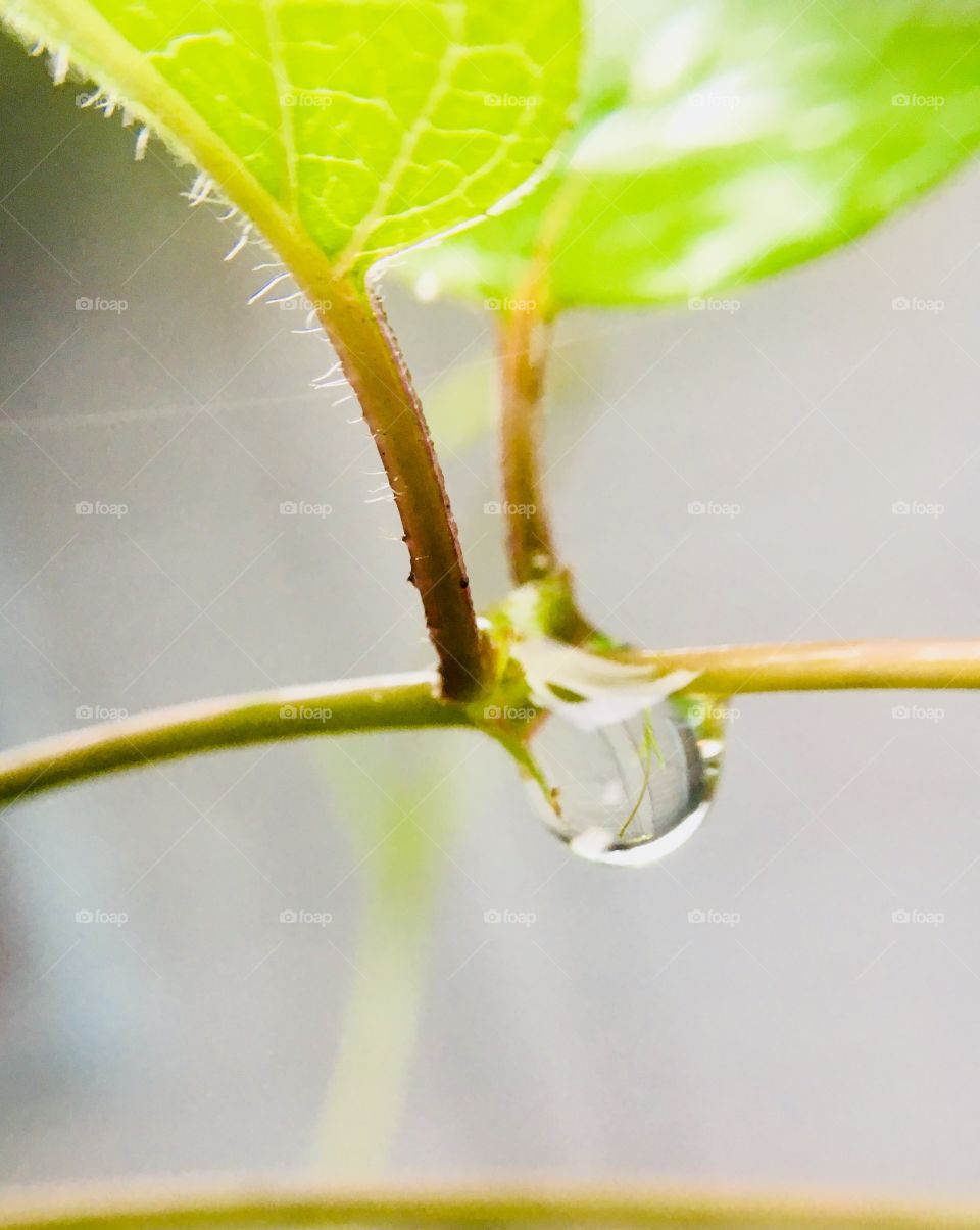 Raindrop