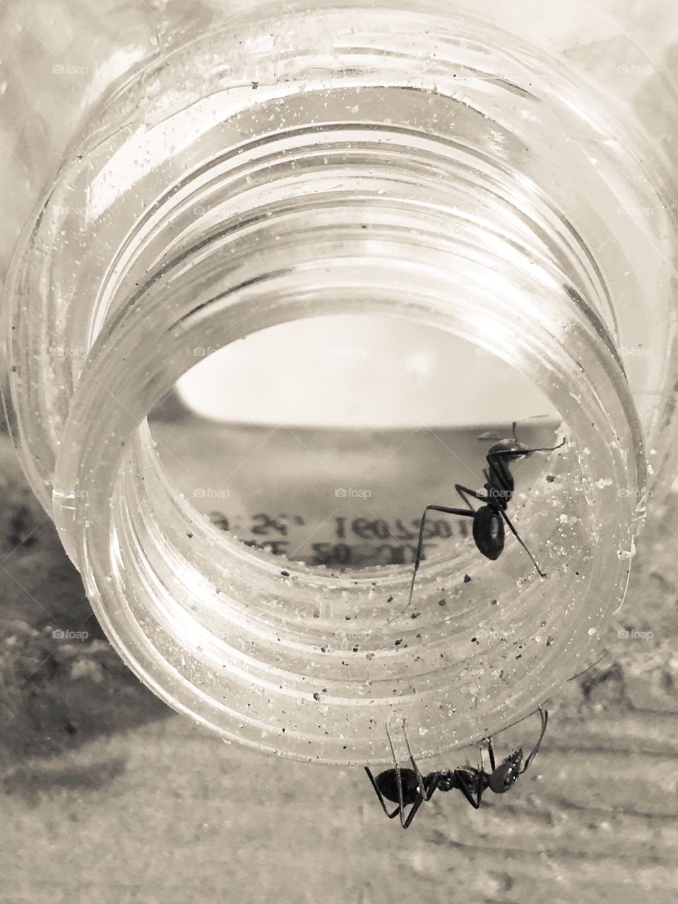 Worker ants inside and outside of clear glass jar laying on its side