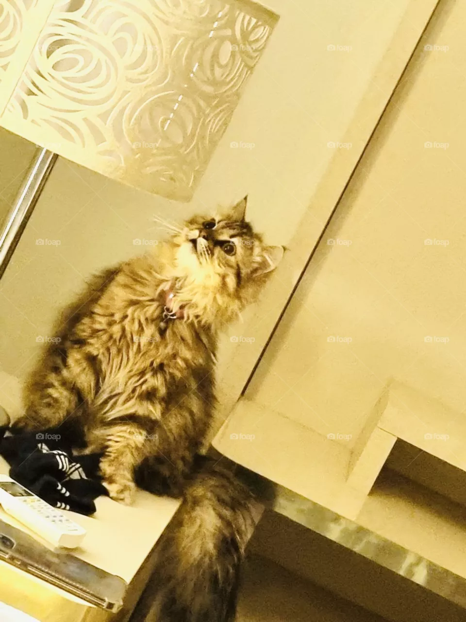 Cat. 
