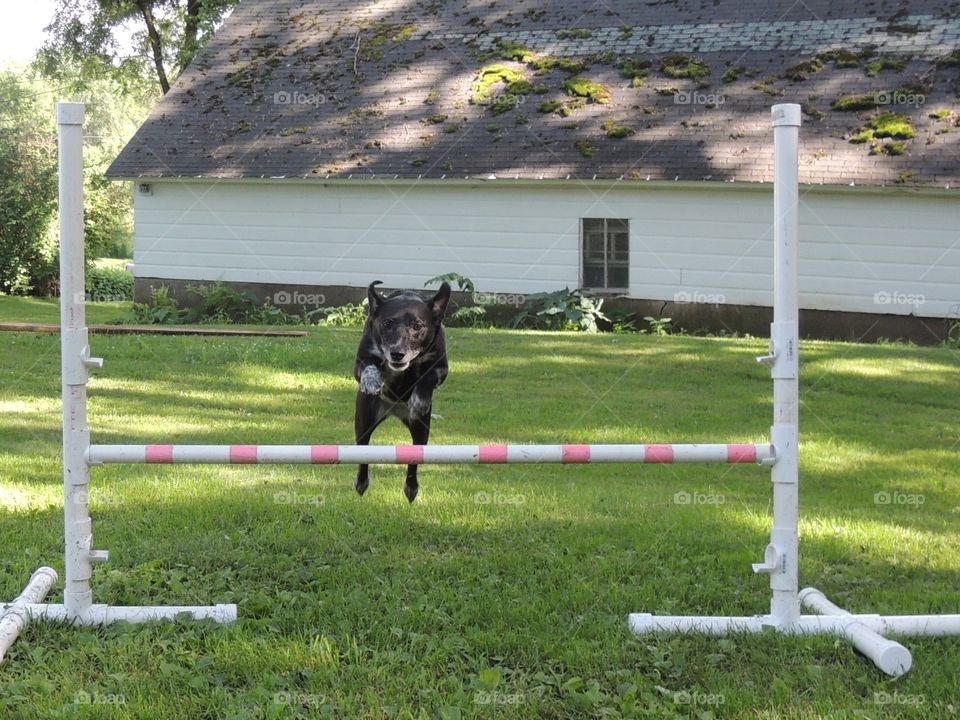 Black and white terrier mix jumping over a white and pink PVC pipe jump.